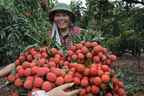 Nông dân ôm vài nghìn tỷ chia nhau, cả làng thành tỷ phú