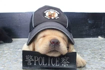 Ngỡ ngàng với dàn "đặc vụ" 4 chân mặt còn búng ra sữa 