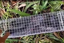 Thót tim xem bẫy rắn hổ mang nặng 3 kg dài gần 3m ở Sài Gòn