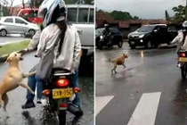 Video: Chú chó tuyệt vọng đuổi theo chủ giữa con đường trơn trượt sau mưa