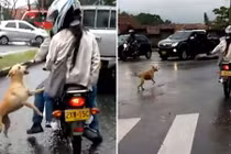 Video: Chú chó tuyệt vọng đuổi theo chủ giữa con đường trơn trượt sau mưa