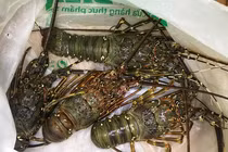 Tôm hùm giảm giá, rẻ hơn cả thời ‘giải cứu’