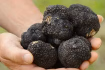 Video: Vì sao nấm kim cương đen nghìn USD chỉ dành cho giới siêu giàu?