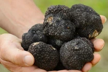 Video: Vì sao nấm kim cương đen nghìn USD chỉ dành cho giới siêu giàu?