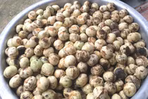 Giá 120.000đ/kg, quả rừng lạ từ Điện Biên về Hà Thành vẫn cháy hàng