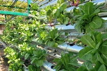 Sân thượng ngập rau củ quả mơm mởn của ông bố Đà Nẵng