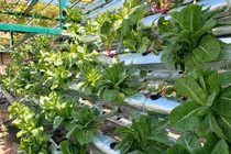 Sân thượng ngập rau củ quả mơm mởn của ông bố Đà Nẵng