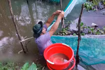 Cho đàn rắn ri 1.200 con ăn cá tạp “ngậm thuốc bổ”