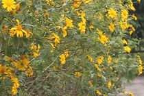 Video: Đổ xô lên Vườn Quốc gia Ba Vì chụp hoa dã quỳ bung nở vàng rực