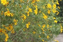 Video: Đổ xô lên Vườn Quốc gia Ba Vì chụp hoa dã quỳ bung nở vàng rực