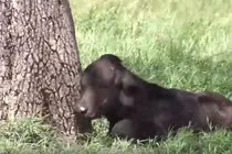 Video: Nghé con lạc mẹ bị chúa sơn lâm xơi tái