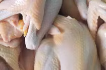 Chợ mạng nhộn nhịp mua bán khi giá gà ri bất ngờ giảm mạnh