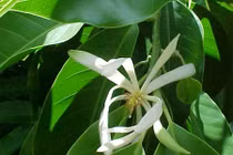 Những loại hoa “cháy hàng” tháng cô hồn