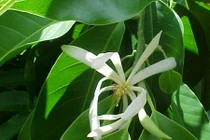 Những loại hoa “cháy hàng” tháng cô hồn