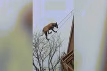 Video: Chú chó đi trên dây lên mái nhà tài tình như làm xiếc