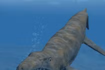 Cá sấu từng muốn ở biển nhưng thất bại