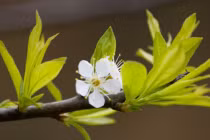 Cuối năm thấy trong nhà có 4 hiện tượng này là điềm báo hỷ tín