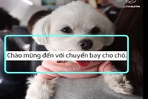 Video: Ngộ nghĩnh chuyến bay dành cho cún cưng ở Nhật Bản