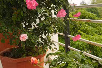 Ban công nhỏ xinh thơm ngát hoa hồng của của ông bố đảm Yên Bái