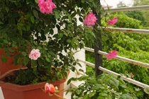 Ban công nhỏ xinh thơm ngát hoa hồng của của ông bố đảm Yên Bái