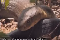 Video: Kinh hoàng "người tình" giết chết rồi nuốt chửng rắn hổ mang cái 