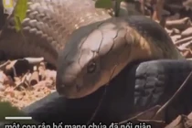 Video: Kinh hoàng "người tình" giết chết rồi nuốt chửng rắn hổ mang cái 