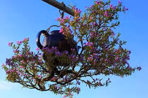 Hàng trăm cây bonsai mọc ngược được xác nhận kỷ lục Việt Nam