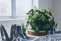 Loại cây trồng tốt nhất cho từng căn phòng trong nhà bạn