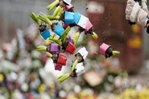 Thảm cảnh đổ núi hoa ra đường hoặc cho bò ăn vì Covid-19