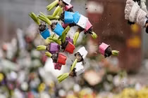 Thảm cảnh đổ núi hoa ra đường hoặc cho bò ăn vì Covid-19