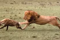 Đàn linh cẩu nhận cái kết đắng khi cậy đông giành mồi của sư tử