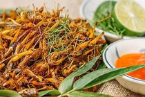 Châu chấu giá 250.000 đồng/kg được săn lùng ráo riết