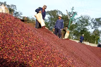 Vượt qua 'virus sợ hãi', chiếm cơ hội phất lên giữa mùa dịch