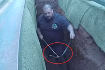 Video: Đám tang bị gián đoạn vì rắn độc lẻn vào mộ