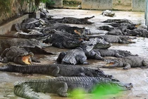 Giá cá sấu tăng cao, nông dân ồ ạt nuôi, kiểm lâm căng mình canh giữ