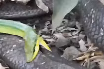 Video: Rắn lục và màn phản công đặc biệt nhắm vào hổ mang chúa