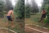 Hoảng hồn màn bắt rắn hổ mang khổng lồ bằng tay không ở Tây Nguyên