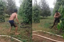 Hoảng hồn màn bắt rắn hổ mang khổng lồ bằng tay không ở Tây Nguyên