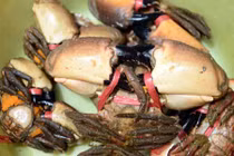 Cầu kỳ săn cù kỳ - loài hải sản giá trị vô song ở biển Quảng Ninh