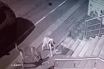 Video: Mèo 'đại chiến' 6 con chó nhà và diễn biến khó tin