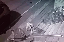 Video: Mèo 'đại chiến' 6 con chó nhà và diễn biến khó tin