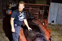 Phát hiện đáng sợ khi mổ bụng cá voi dạt vào bờ biển Philippines