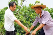 Lạ lùng quả không thịt, vừa đắng vừa cay, giá tiền triệu/kg