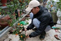 Quất trồng trong bình thủy tinh chờ Tết nguyên đán