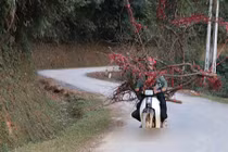 “Săn” đào rừng: Nguy hiểm lại bị mắng xơi xơi, nhiều người vẫn ham