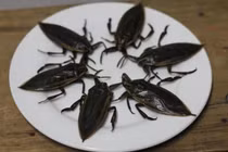Đại gia Việt chi 3,5 triệu đồng để ngâm lọ mắm côn trùng