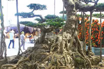 Siêu cây 15 tỷ dáng "Long cổ đại" không bán của đại gia Hải Dương