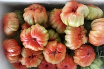 Loại cà chua cổ ở Sơn La nhìn xấu lạ mà lại siêu đắt khách