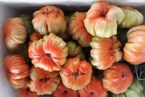 Loại cà chua cổ ở Sơn La nhìn xấu lạ mà lại siêu đắt khách