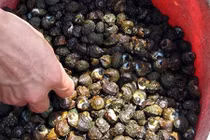 Lật từng viên đá bắt “lộc biển” kiếm nửa triệu đồng mỗi buổi